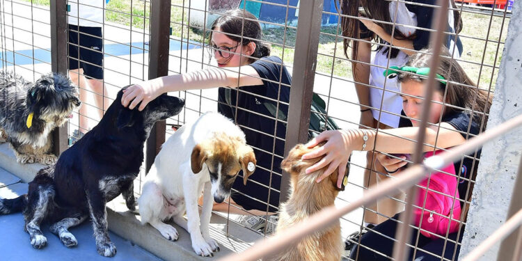 İzmirliler PAKOFEST’te patili dostlarla buluştu