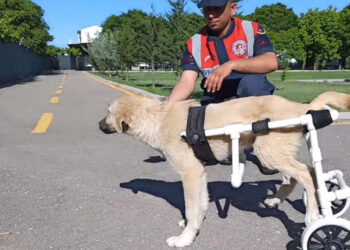 Jandarma, felç olan köpeğe yürüteç yaptı