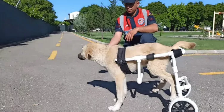 Jandarma, felç olan köpeğe yürüteç yaptı