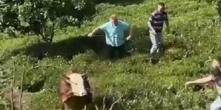 Kaçan kurbanlık boğa, sahiplerine zor anlar yaşattı
