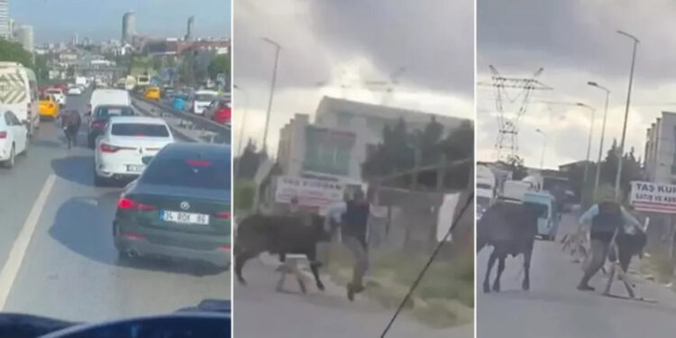 Kaçan kurbanlık hayvanlar ortalığı birbirine kattı