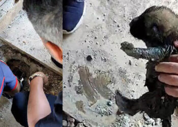 Kanalizasyon borusuna atılan yavru köpekler kurtarıldı