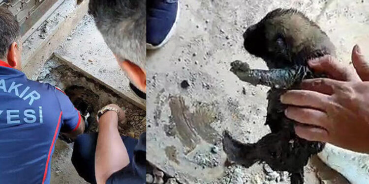 Kanalizasyon borusuna atılan yavru köpekler kurtarıldı