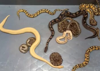 Kapıkule’de 28 piton yılanı ele geçirildi