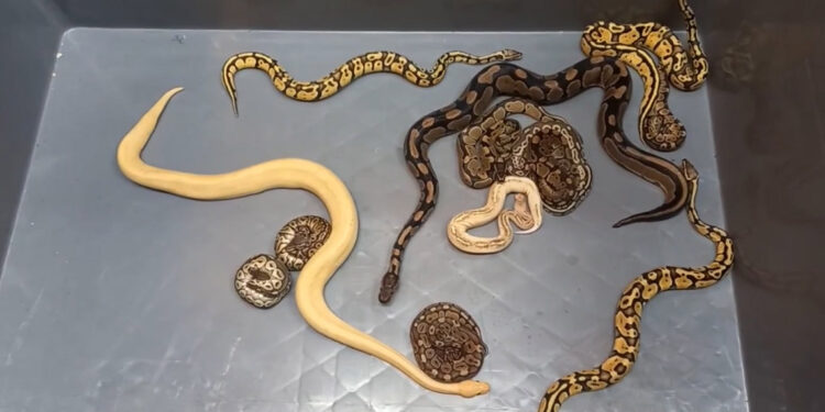 Kapıkule’de 28 piton yılanı ele geçirildi