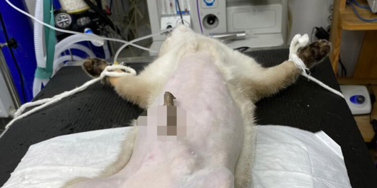 Karnına dal saplanan kediye tedavi