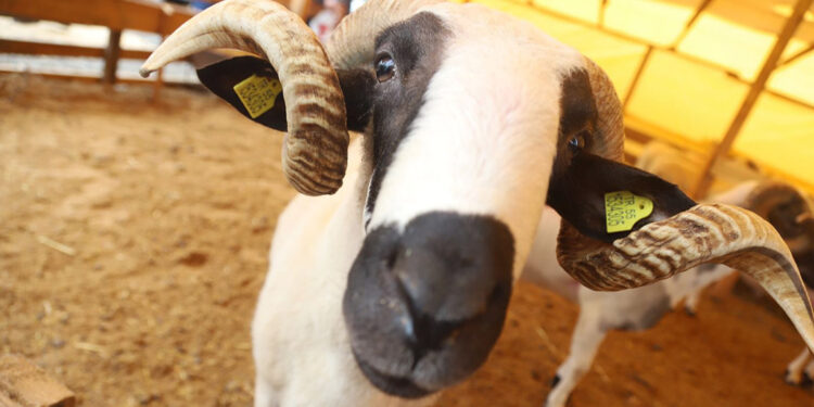 Kartal'da, kurbanlık hayvanlar sağlık kontrolünden geçiyor