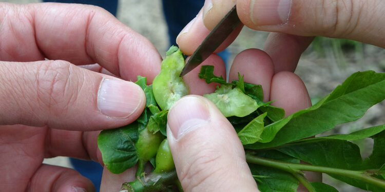 'Katil arı'ya karşı yapışkan tuzaklı biyoteknik mücadele