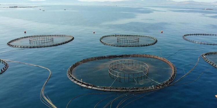 Kültür balıkçılığı, üretim rekoru kırdı