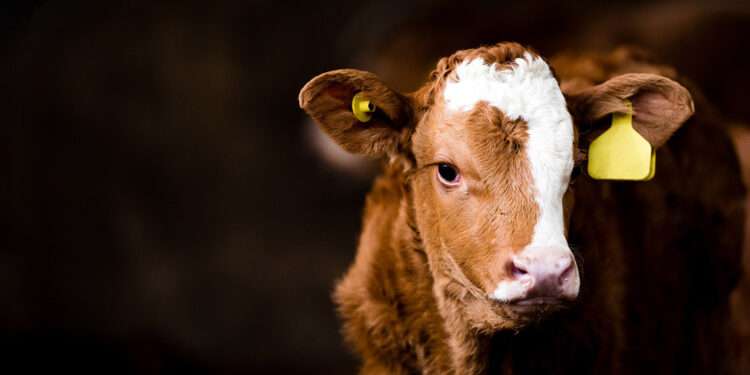 Kurbanlık hayvanın stresi etin kalitesini etkiliyor