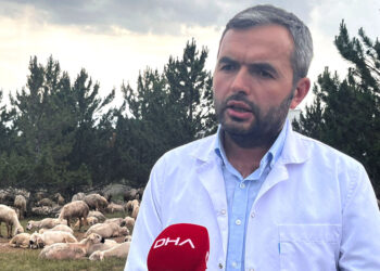Kurbanlıklar için antibiyotik uyarısı