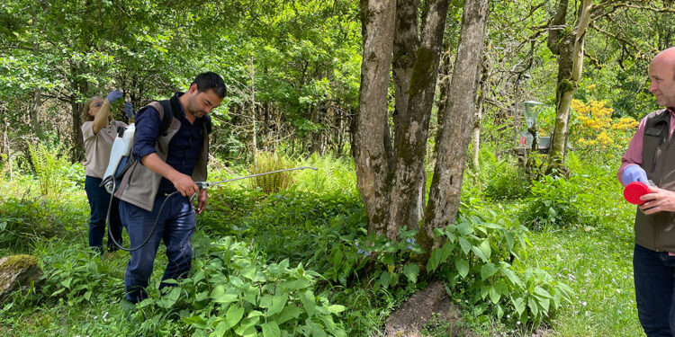 Kuruyan ormana 'biyolojik kontrol ajan'lı mücadele