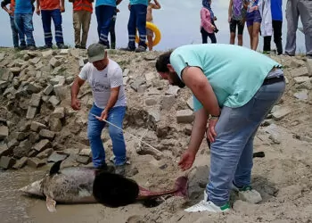 Kuşadası'nda son bir haftada 6 ölü yunus sahile vurdu