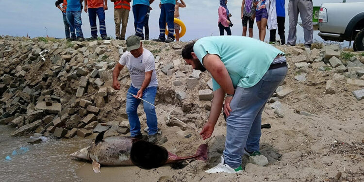 Kuşadası'nda son bir haftada 6 ölü yunus sahile vurdu