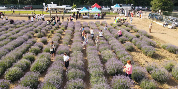 Lavanta Tarla Günleri, kapılarını ziyaretçilere açtı