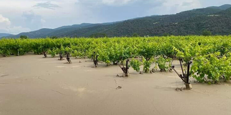 Manisa'da sağanak; üzüm bağları göle döndü