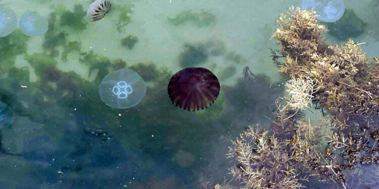 Marmara'da denizanalarının artmasının nedeni kirlilik