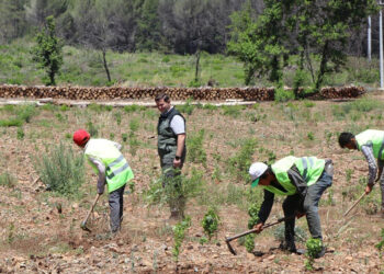 Marmaris'te yangın sonrası yeşeren alan görüntülendi
