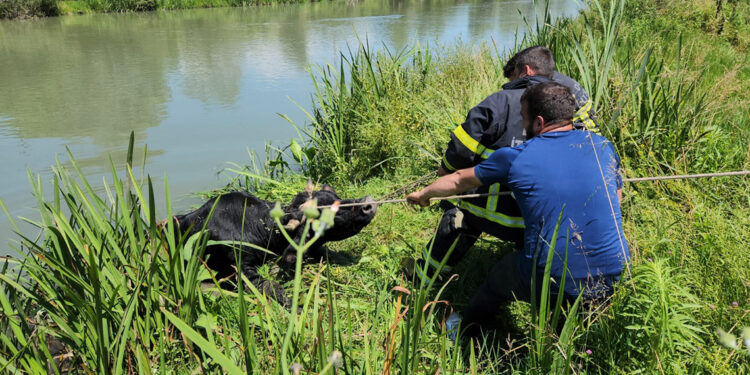 Melen Çayı'na düşen kurbanlık boğa, kurtarıldı