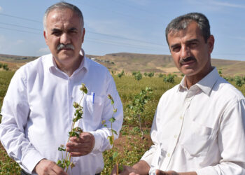 Oğlu ve yeğeni için glutensiz karabuğday ekimine başladı