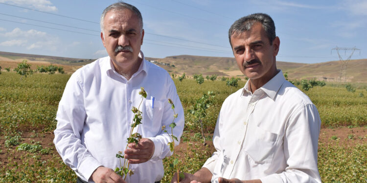 Oğlu ve yeğeni için glutensiz karabuğday ekimine başladı