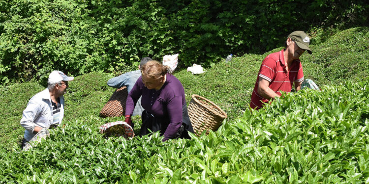 Ordu'da çayın hasadı başladı