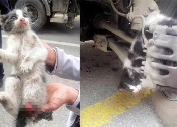 Otomobilin fren sistemine sıkışan kedinin bacağı koptu