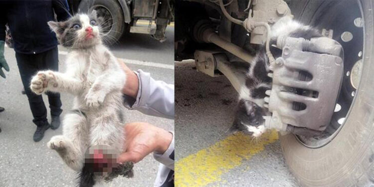 Otomobilin fren sistemine sıkışan kedinin bacağı koptu