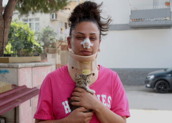 Pitbull köpek, kedilerine saldırdı, sahibi burnunu kırdı