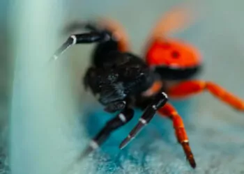 Prof. Dr. Demir: uğur böceği örümceği zehirli değil