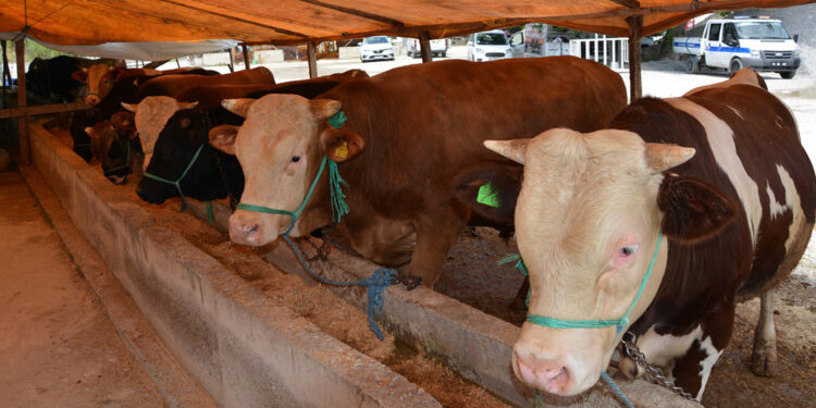 Prof. Dr. Şahin: 24 saat boyunca kurban kesilebilir