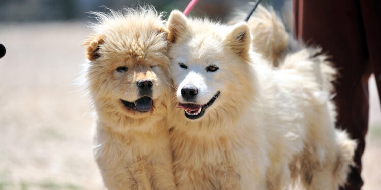 Sahiplerinin terk ettiği evcil köpeklere yuva aranıyor