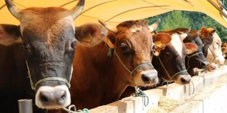 Satılamayan kurbanlıklar ESK tarafından alınacak