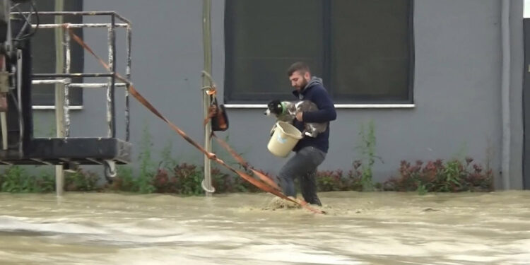 Selde mahsur kalan evcil hayvanlar kurtarıldı