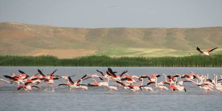 Seyfe Gölü'nde doluluk oranı yüzde 80'e ulaştı