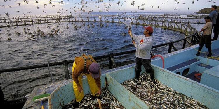 Su ürünleri üretimi 2022'de yüzde 6,2 arttı