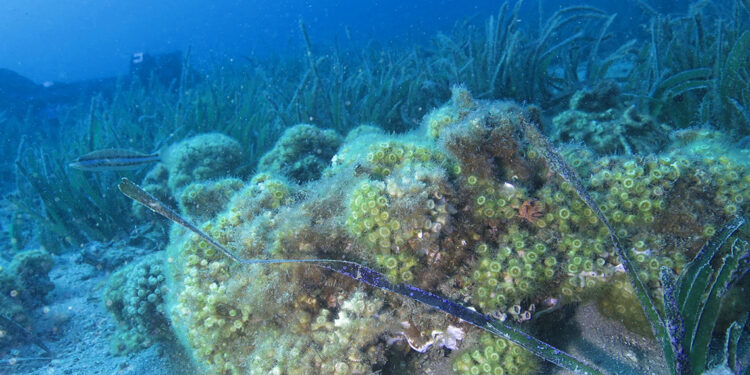 Taş mercanlar yok olma tehlikesi ile karşı karşıya 