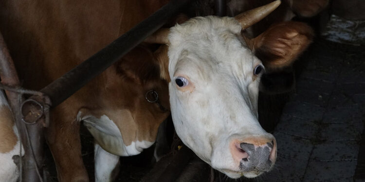 Trabzon'da yayla göçüne şap engeli; 86 mahalleye karantina