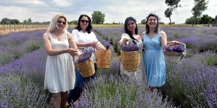 Trakya'da tarlalar mor renge büründü