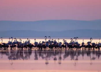 Tuz gölü’nün yavru flamingoları