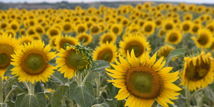 Ülke olarak zeytinyağı kalitesinde ayçiçeğine dönmeliyiz