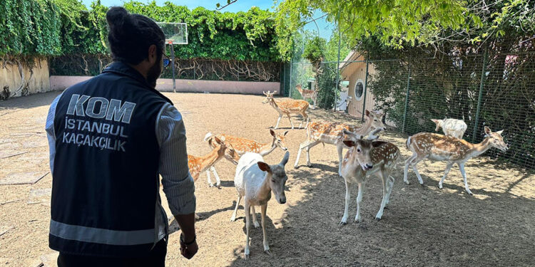 Yabani geyik besleyen şüpheli gözaltına alındı