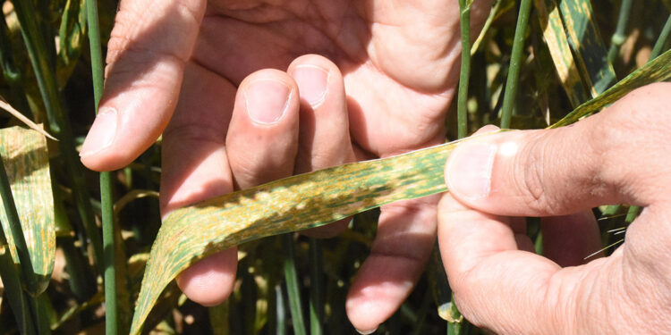 Yağışlar nedeniyle 2 ilde ekili arazilerde hastalık alarmı