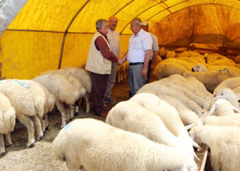 Yakacık Kurban Satış Alanı bayrama hazır