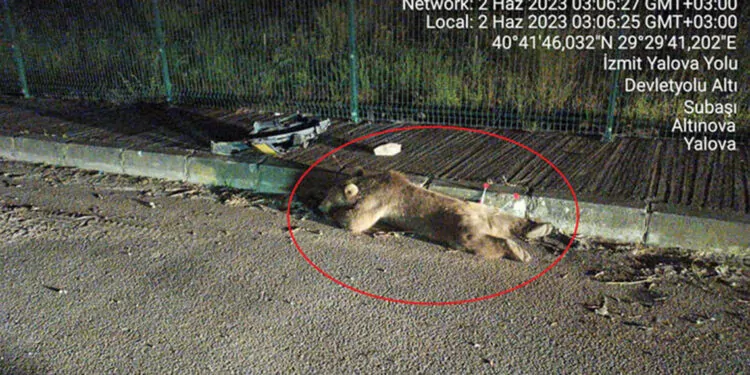 Yalova'da taksinin çarptığı ayı yaralandı
