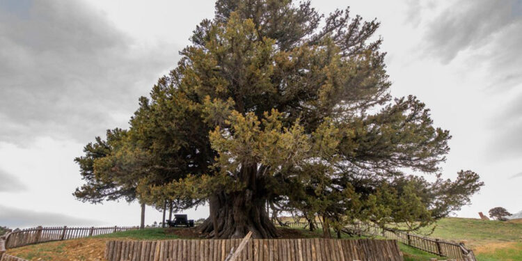 Yeni 53 tescil ile anıt ağaç sayısı 10 bin 506'ya yükseldi