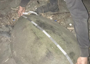 Yeşil deniz kaplumbağalarının denizel yaşamı araştırıldı