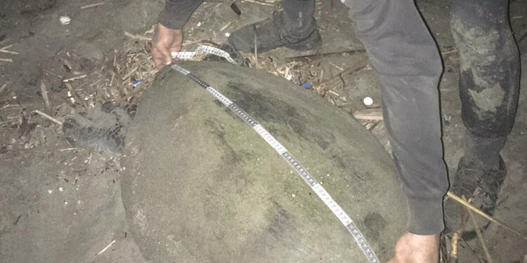 Yeşil deniz kaplumbağalarının denizel yaşamı araştırıldı