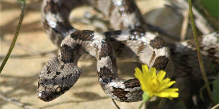 Yılan sokmalarında turnike yapmayın 