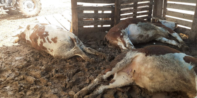 Yıldırım düştü; depremzedenin 5 büyükbaş hayvanı öldü